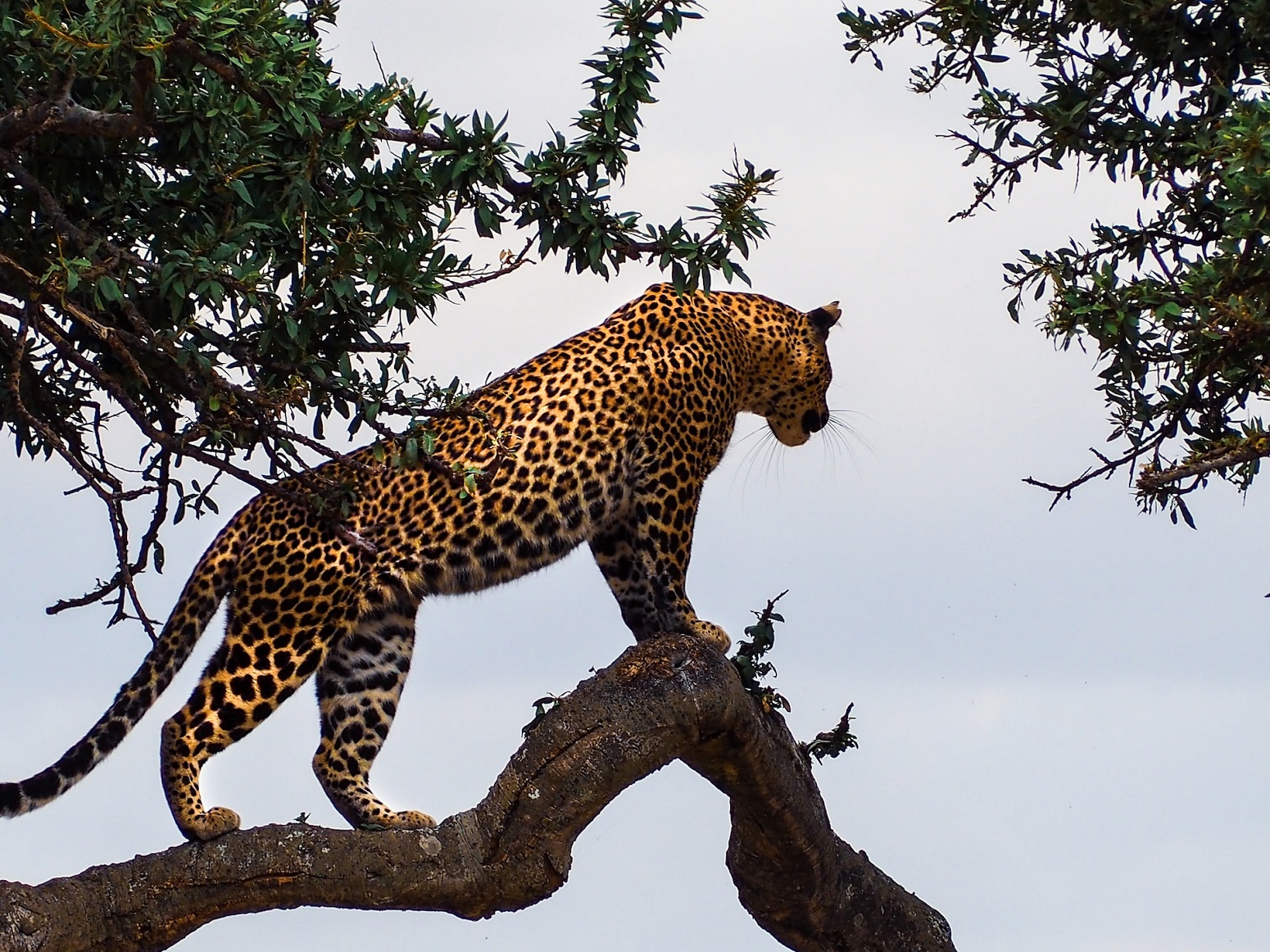 Masai Mara 