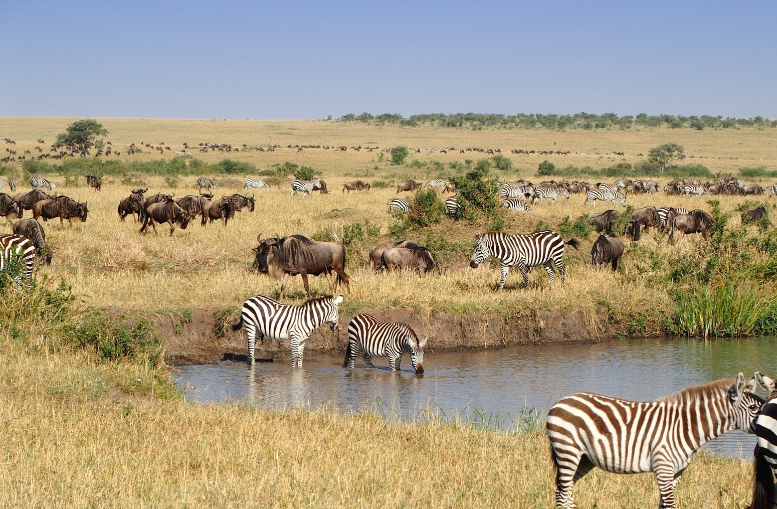 Masai Mara 