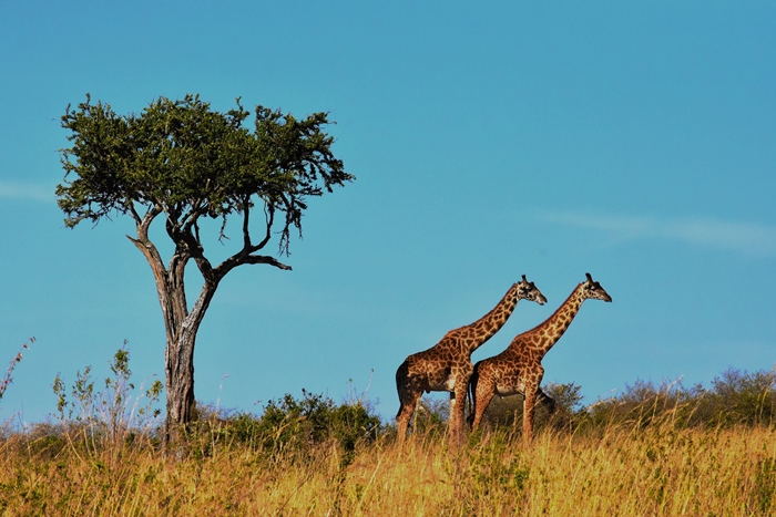 jirafas tanzania