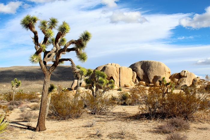 joshua tree national park singles