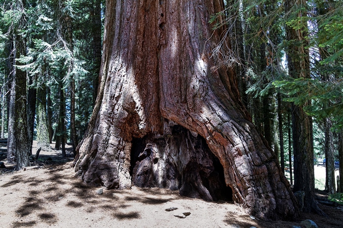 sequioa tree happysingles