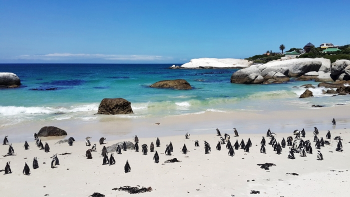 singles viajeros esencia de sudafrica
