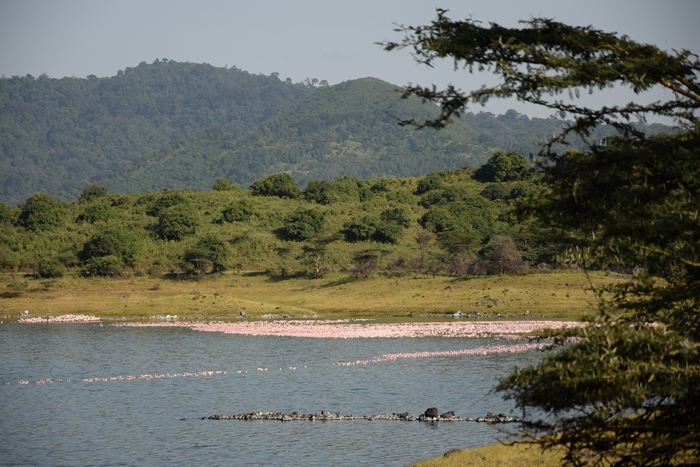 tanzania lago singles