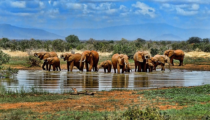 vacaciones para solteros esencia de sudafrica
