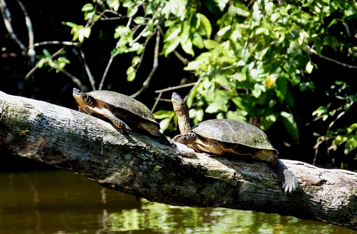 viajes para solteros costa rica maravillosa